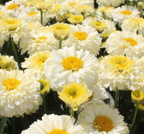 Kopretina největší 'Lemon Puff' - Leucanthemum maximum 'Lemon Puff'