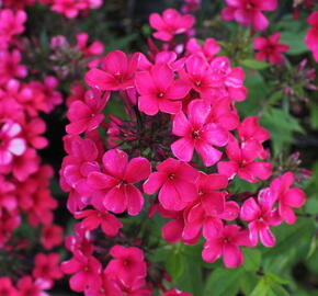 Plamenka latnatá 'Early Red' - Phlox paniculata 'Early Red'