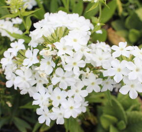 Plamenka latnatá 'Early White' - Phlox paniculata 'Early White'