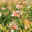 Denivka 'Longfields Glory' - Hemerocallis 'Longfields Glory'