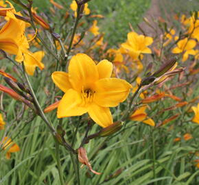 Denivka citrónová - Hemerocallis citrina