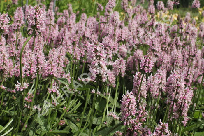 Čistec velkokvětý 'Summer Crush' - Stachys grandiflora 'Summer Crush'