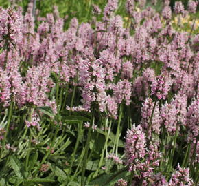 Čistec velkokvětý 'Summer Crush' - Stachys grandiflora 'Summer Crush'