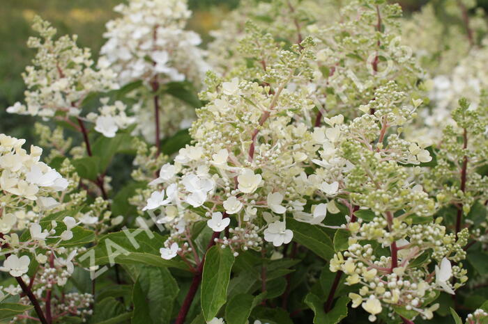 Hortenzie latnatá 'Magical Candle' - Hydrangea paniculata 'Magical Candle'