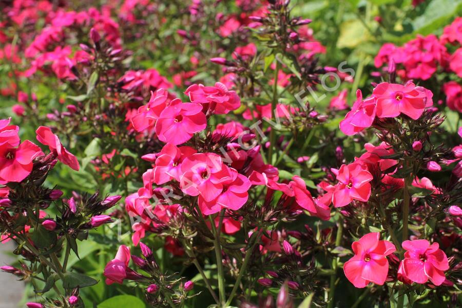 Plamenka latnatá 'Flame Watermelon' - Phlox paniculata 'Flame Watermelon'