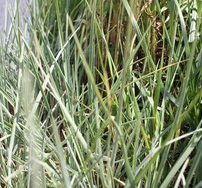 Pěchava lesklá - Sesleria nitida