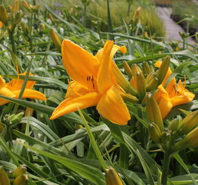 Denivka 'Gertrude Condon' - Hemerocallis 'Gertrude Condon'