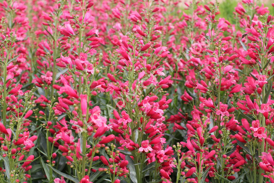 Dračík vousatý 'Pristine Scarlet' - Penstemon barbatus 'Pristine Scarlet'