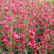 Dračík vousatý 'Pristine Scarlet' - Penstemon barbatus 'Pristine Scarlet'