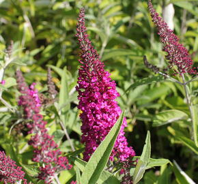 Motýlí keř, Komule Davidova 'Sugar Plum' - Buddleja davidii 'Sugar Plum'