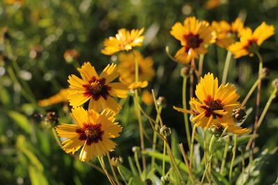 Coreopsis grandiflora Sonnenkind