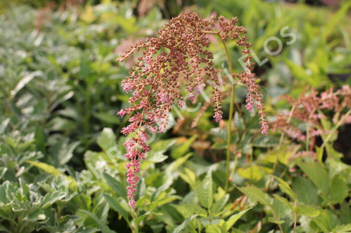 Čechrava Thunbergova 'Straussenfeder' - Astilbe thunbergii 'Straussenfeder'