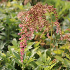 Čechrava Thunbergova 'Straussenfeder' - Astilbe thunbergii 'Straussenfeder'