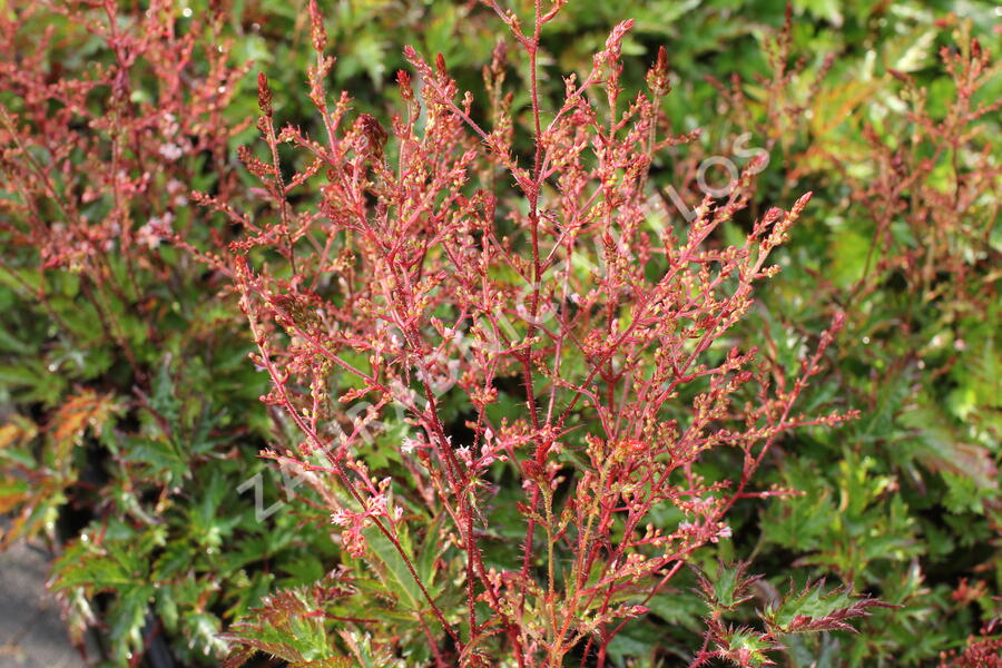 Čechrava 'Inshriach Pink' - Astilbe simplicifolia 'Inshriach Pink'