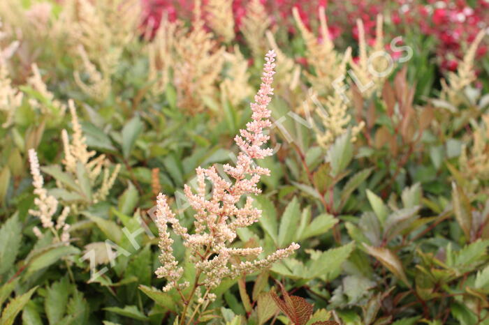 Čechrava Arendsova 'Erika' - Astilbe arendsii 'Erika'