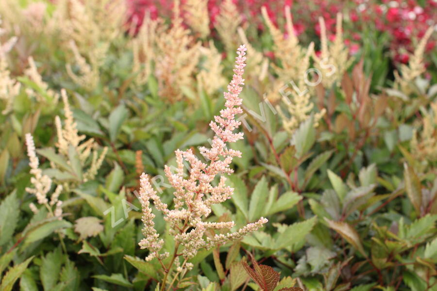 Čechrava Arendsova 'Erika' - Astilbe arendsii 'Erika'