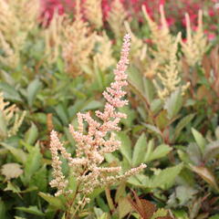 Čechrava Arendsova 'Erika' - Astilbe arendsii 'Erika'