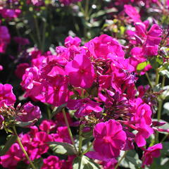 Plamenka lantatá 'Flame Purple' - Phlox paniculata 'Flame Purple'