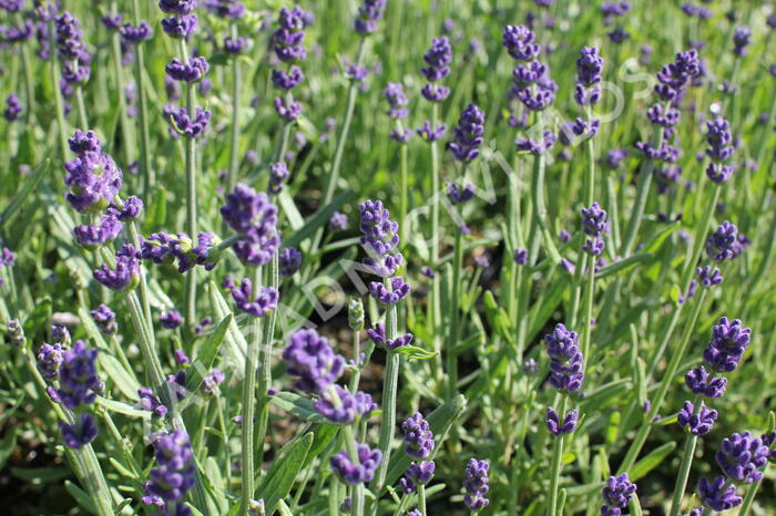 Levandule korunkatá 'Lavita Compact Blue' - Lavandula stoechas 'Lavita Compact Blue'