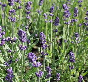 Levandule korunkatá 'Lavita Compact Blue' - Lavandula stoechas 'Lavita Compact Blue'