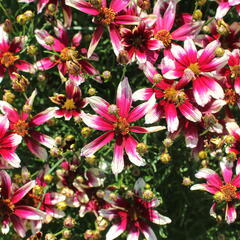 Krásnoočko přeslenité 'Sunstar Rose' - Coreopsis verticillata 'Sunstar Rose'