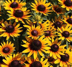 Třapatka 'Summerdaisy's Compact Bicolor' - Rudbeckia hybrida 'Summerdaisy's Compact Bicolor'