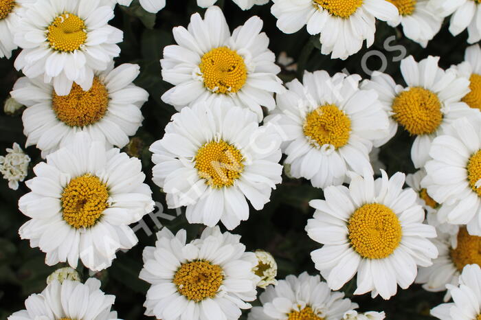 Kopretina velkokvětá 'Sweet Daisy Jane' - Leucanthemum x superbum 'Sweet Daisy Jane'