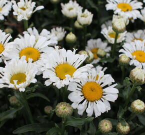 Kopretina velkokvětá 'Sweet Daisy Sofie' - Leucanthemum x superbum 'Sweet Daisy Sofie'