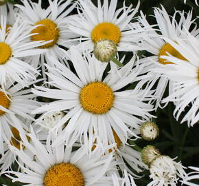 Kopretina velkokvětá 'Sweet Daisy Cher' - Leucanthemum x superbum 'Sweet Daisy Cher'