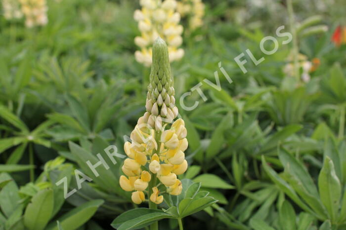 Lupina mnoholistá 'Chandelier' - Lupinus polyphyllus 'Chandelier'