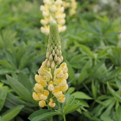 Lupina mnoholistá 'Chandelier' - Lupinus polyphyllus 'Chandelier'