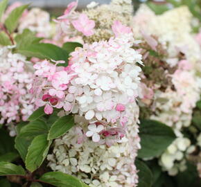 Hortenzie latnatá 'Wim's Red' - Hydrangea paniculata 'Wim's Red'