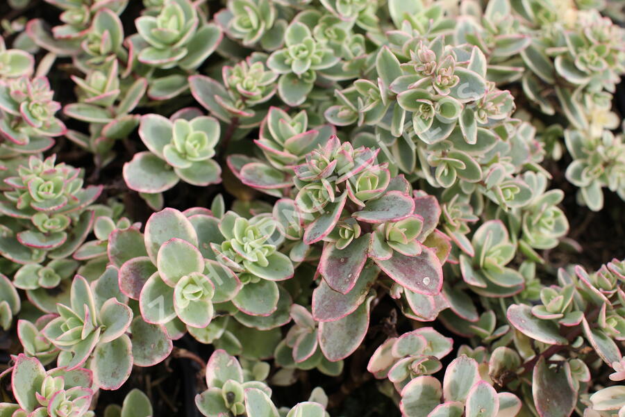 Rozchodník SunSparkler® 'Lime Twister' - Sedum hybridum SunSparkler® 'Lime Twister'