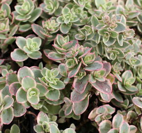 Rozchodník SunSparkler® 'Lime Twister' - Sedum hybridum SunSparkler® 'Lime Twister'