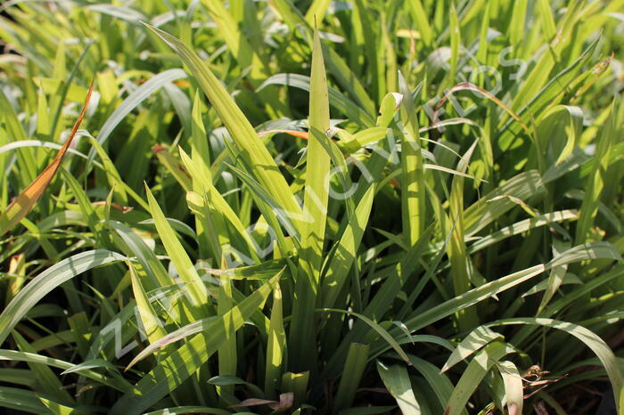 Ostřice 'Bunny Blue' - Carex laxiculmis 'Bunny Blue'