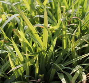 Ostřice 'Bunny Blue' - Carex laxiculmis 'Bunny Blue'