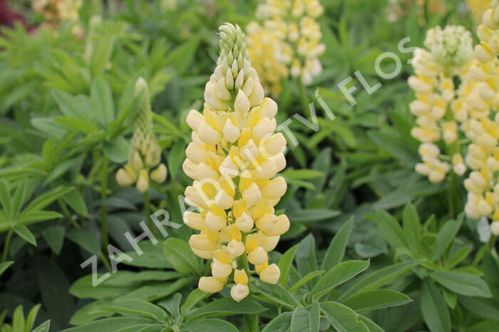 Lupina mnoholistá 'Russel Kronleuchter gelb' - Lupinus polyphyllus 'Russel Kronleuchter gelb'