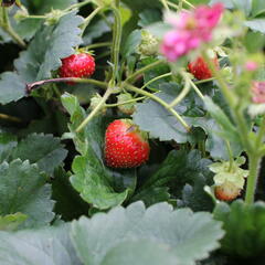 Jahodník stáleplodící 'Summer Breeze Cherry' - Fragaria ananassa 'Summer Breeze Cherry' F1