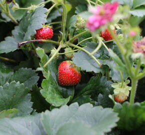 Jahodník stáleplodící 'Summer Breeze Cherry' - Fragaria ananassa 'Summer Breeze Cherry' F1