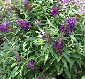 Motýlí keř, Komule Davidova 'Butterfly Candy Little Purple' - Buddleja davidii 'Butterfly Candy Little Purple'