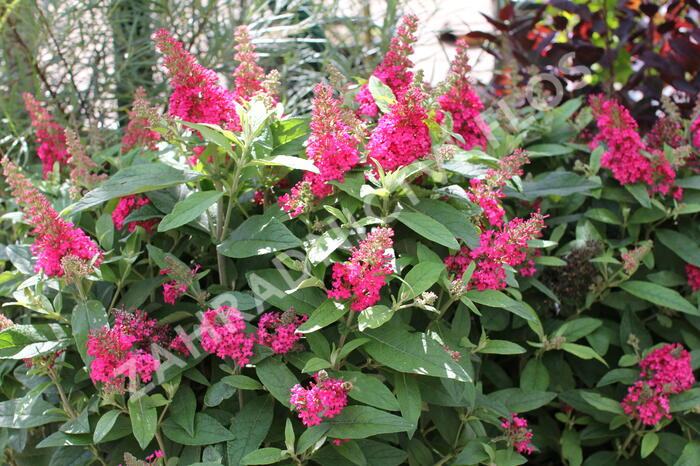 Motýlí keř, Komule Davidova 'Butterfly Candy Little Ruby' - Buddleja davidii 'Butterfly Candy Little Ruby'