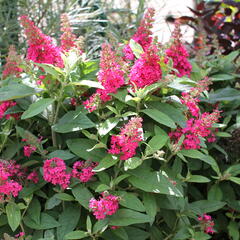 Motýlí keř, Komule Davidova 'Butterfly Candy Little Ruby' - Buddleja davidii 'Butterfly Candy Little Ruby'