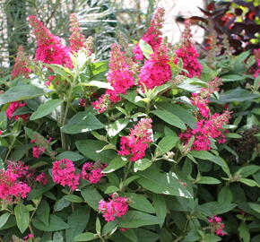 Motýlí keř, Komule Davidova 'Butterfly Candy Little Ruby' - Buddleja davidii 'Butterfly Candy Little Ruby'