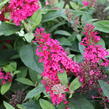 Motýlí keř, Komule Davidova 'Butterfly Candy Little Ruby' - Buddleja davidii 'Butterfly Candy Little Ruby'