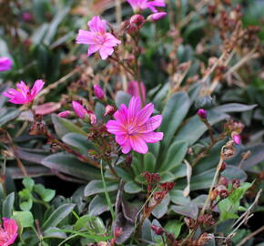 Levisie 'Little Raspberry' - Lewisia x longipetala 'Little Raspberry'