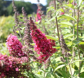 Motýlí keř, Komule Davidova 'Prince Charming' - Buddleja davidii 'Prince Charming'