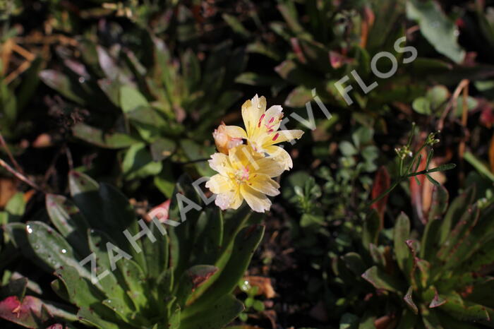 Levisie 'Little Mango' - Lewisia x longipetala 'Little Mango'