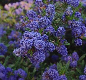 Latnatec 'Concha' - Ceanothus 'Concha'