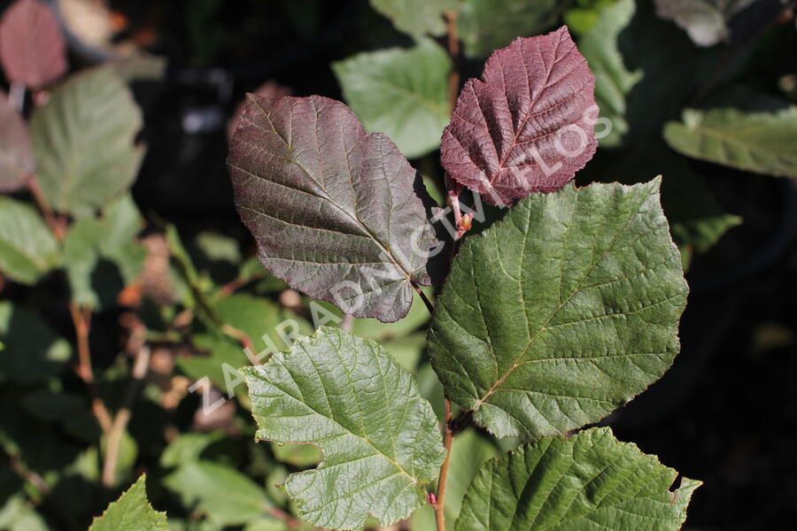 Líska největší 'Purpurea' - Corylus maxima 'Purpurea'