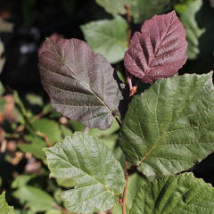 Líska největší 'Purpurea' - Corylus maxima 'Purpurea'